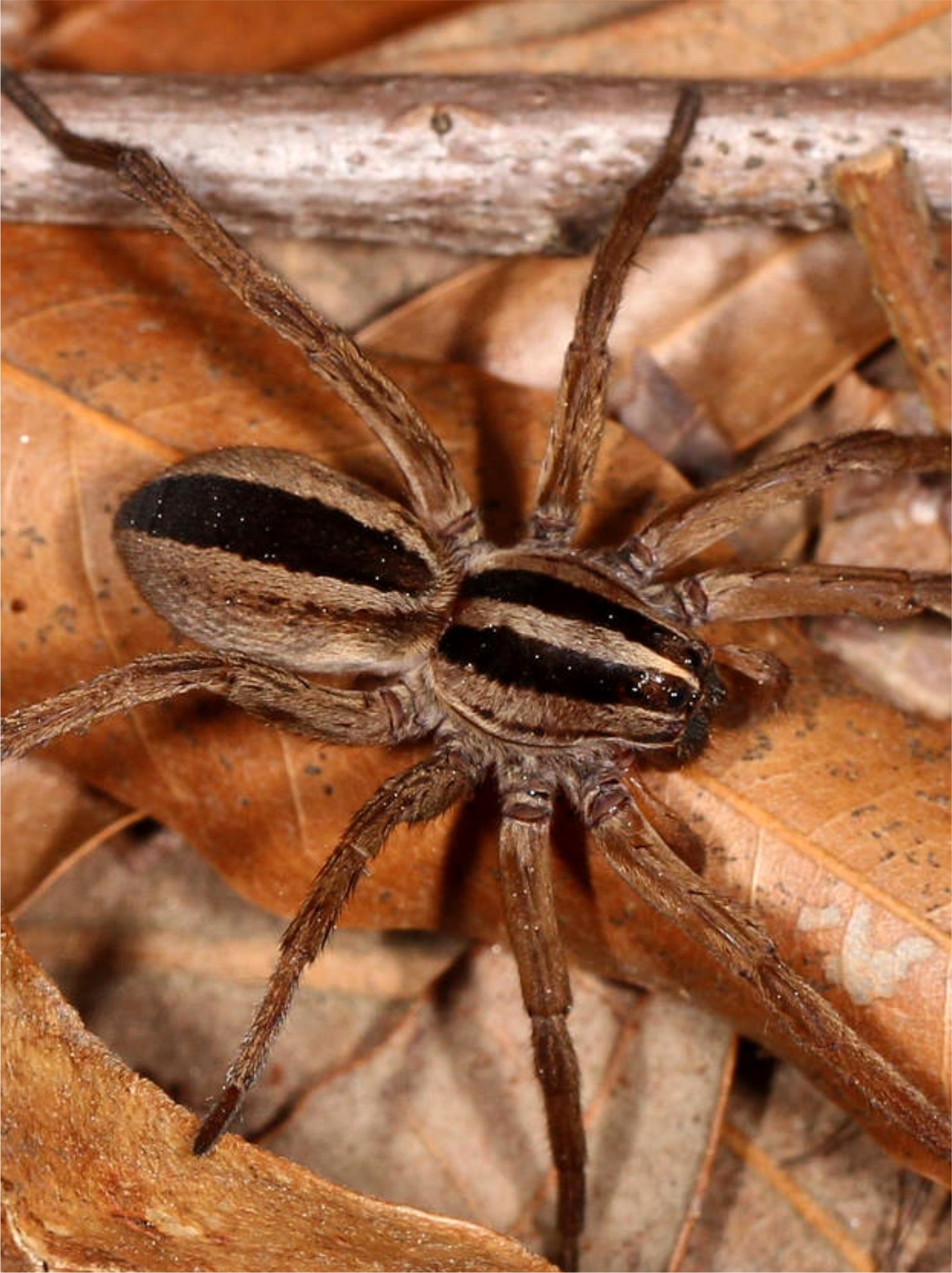wolf_spider