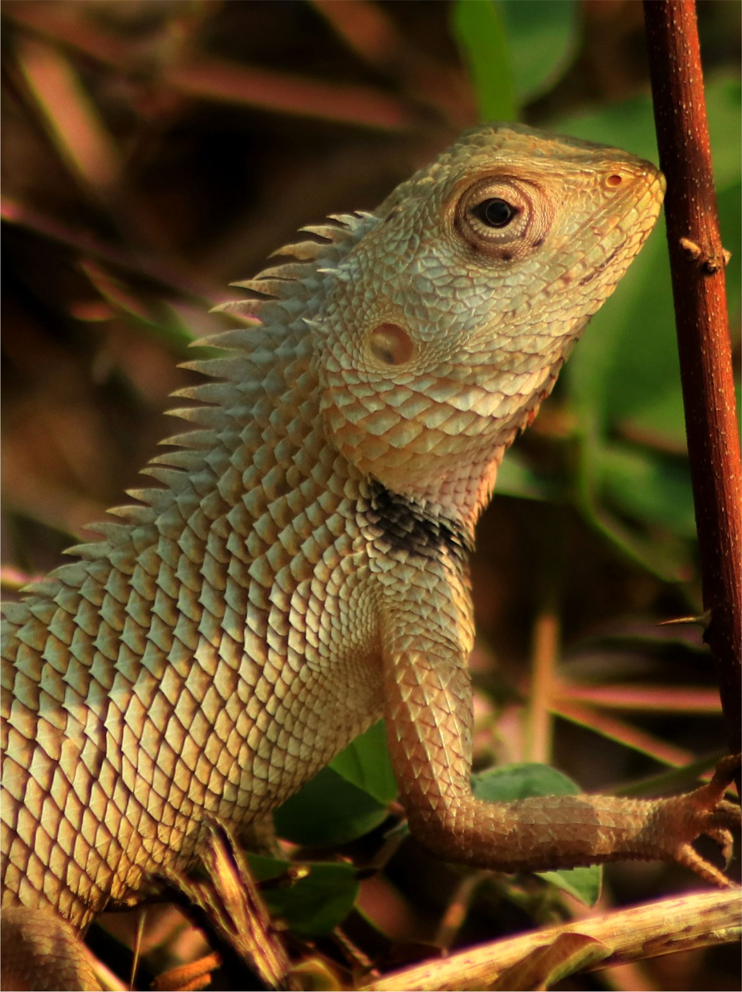 oriental_garden_lizard