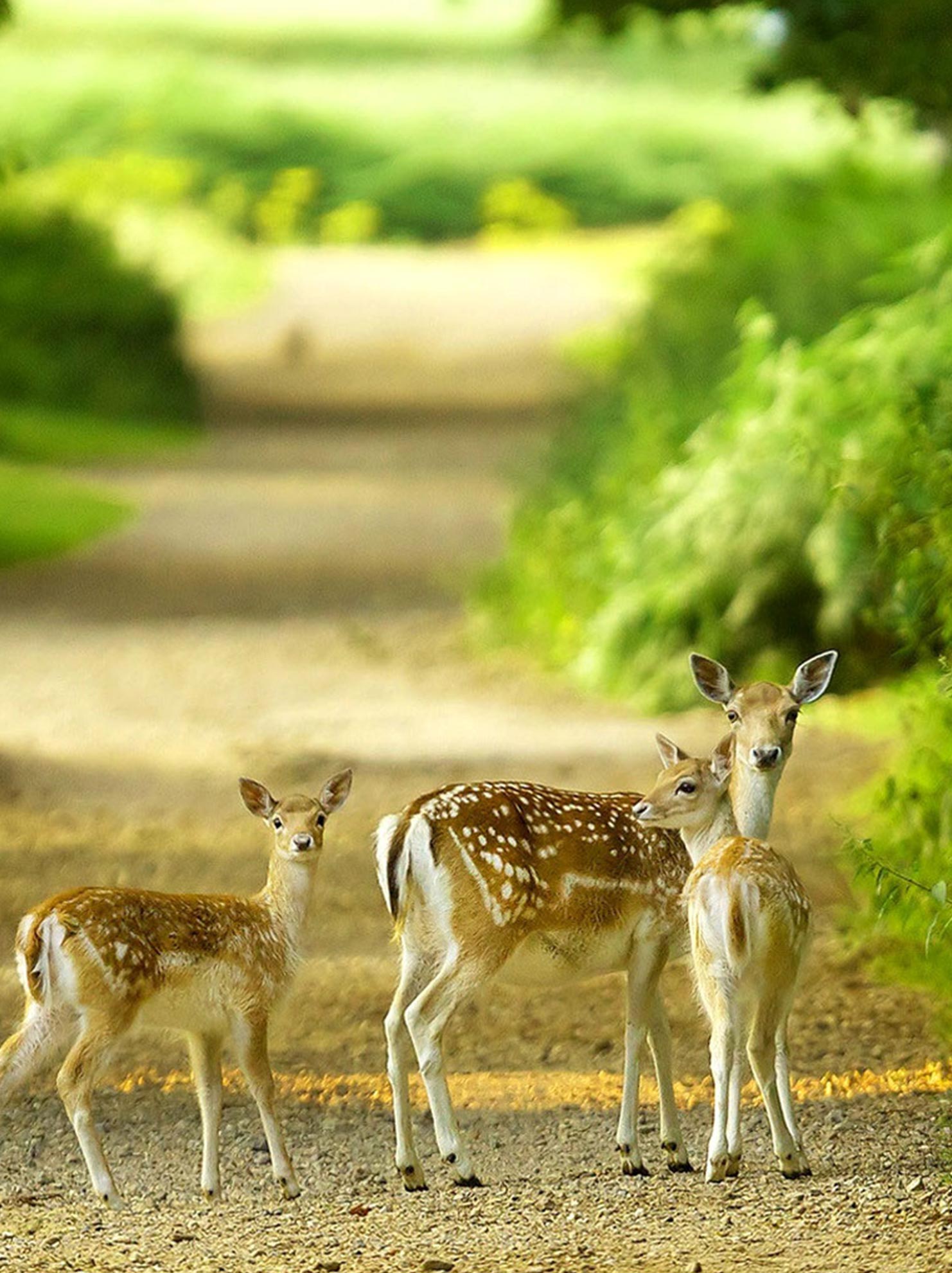 in_the_laps_of_nature